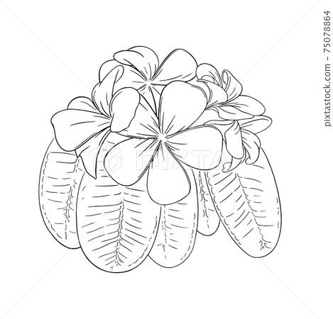 Frangipani or plumeria tropical flower with leaves. Engraved frangipani isolated in white background. Vector illustration 75078864