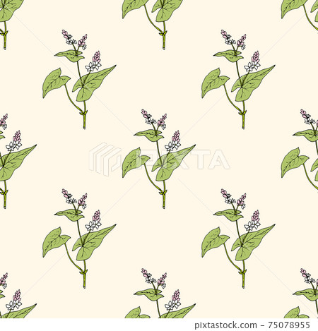 Seamless pattern with buckwheat, edible plant Seamless pattern with buckwheat, edible plant 75078955