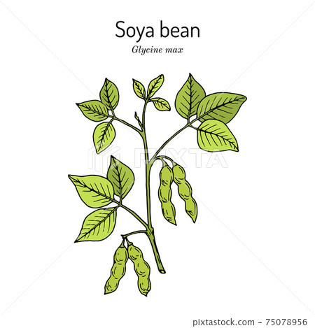 Soybean, or soya bean Glycine max . Soybean, or soya bean Glycine max . 75078956