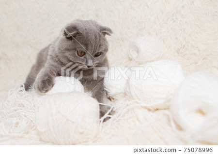 a lop-eared Scottish cat plays with balls of yarn. An animal on a white background. fun for pets a lop-eared Scottish cat plays with balls of yarn. An animal on a white background. fun for pets 75078996