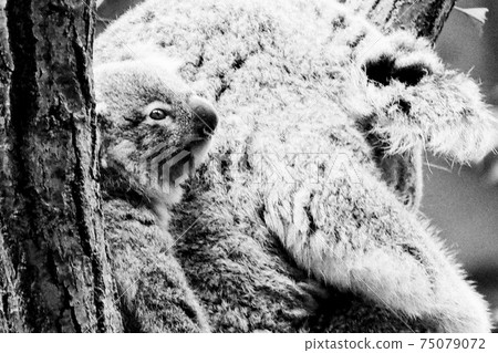 [動物]睡覺的樹袋熊和背著孩子的樹袋熊放鬆 75079072