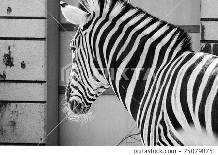 [Animal] Profile of a zebra from diagonally behind 75079075