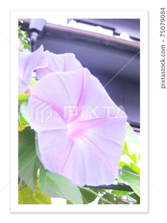 Film photo: Landscape with morning glory 75079084