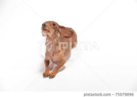 坎寧亨臘腸犬的簡單畫像 75079096