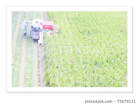 Film photo harvesting rice Film photo harvesting rice 75079131