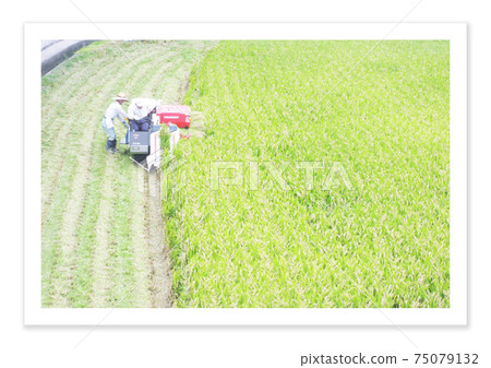 Film photo harvesting rice 75079132