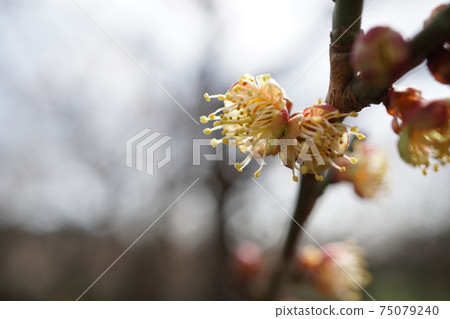 茨城縣水戶市偕樂園的老樹上盛開著退化花瓣的梅花 75079240