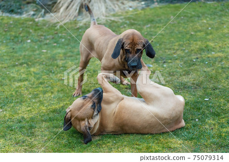 female of guardian dog Fila Brasileiro, Brazilian Mastiff 75079314