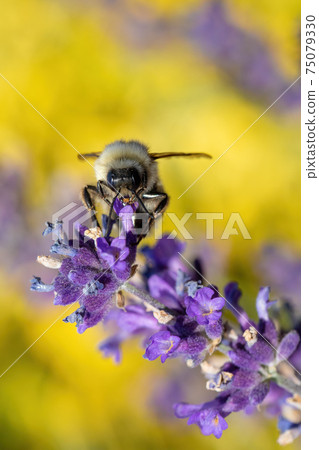 bee on violet lavender in spring garden bee on violet lavender in spring garden 75079330