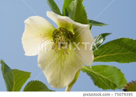 白色聖誕節玫瑰,低角度 白色聖誕節玫瑰,低角度 75079395