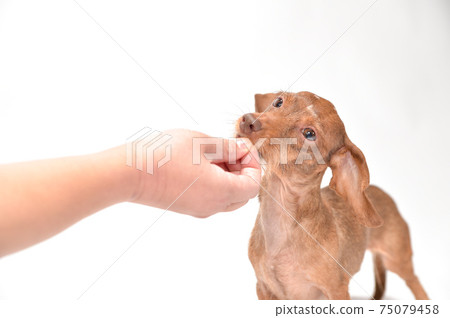 Kaninhen Dachshund receiving snacks and rice from the owner 75079458