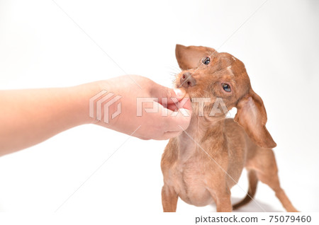 Kaninhen Dachshund receiving snacks and rice from the owner 75079460