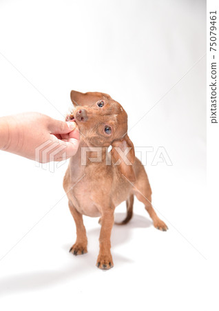 Kaninhen Dachshund receiving snacks and rice from the owner 75079461