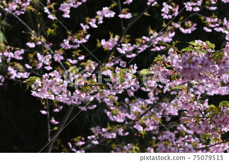 Kawazu cherry tree Kawazu cherry tree 75079515