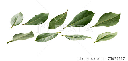 A set of green bay leaves. Isolated on a white background A set of green bay leaves. Isolated on a white background 75079517