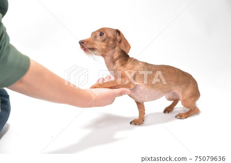 Kanin Hendax臘腸犬交到所有者 Kanin Hendax臘腸犬交到所有者 75079636