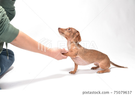 Kanin Hendax臘腸犬交到所有者 Kanin Hendax臘腸犬交到所有者 75079637
