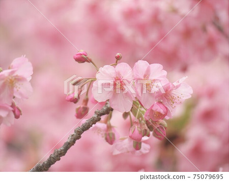 河津櫻花盛開著令人印象深刻的粉紅色櫻花 75079695