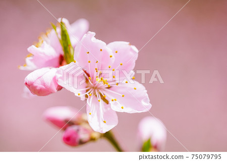 粉紅/桃花 75079795