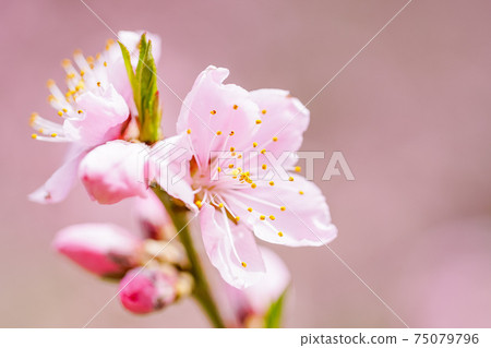 粉紅/桃花 75079796