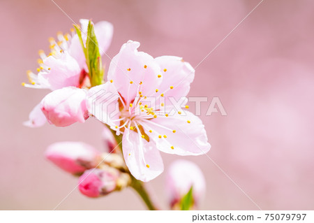 粉紅/桃花 75079797