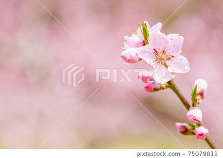 Pink / peach blossom 75079811