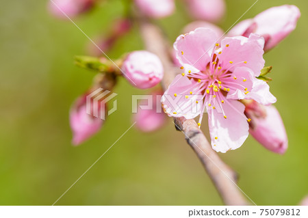 Pink / peach blossom 75079812