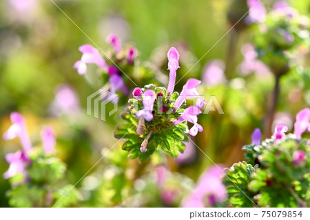 Lamium amplexicaule Lamium amplexicaule 75079854