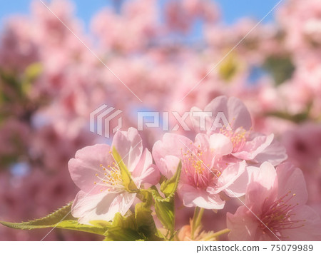 Cherry blossoms in full bloom (Kawazu cherry blossoms) A fluffy image of spring Cherry blossoms in full bloom (Kawazu cherry blossoms) A fluffy image of spring 75079989