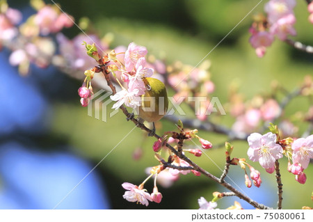 White-eye that sucks cherry blossoms and honey in full bloom White-eye that sucks cherry blossoms and honey in full bloom 75080061