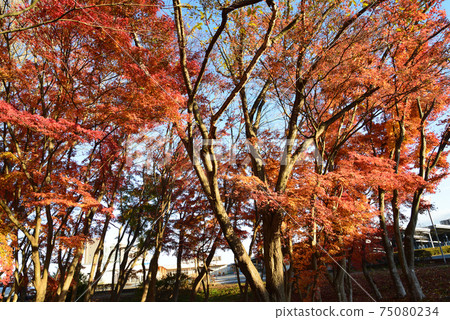 Autumn Sister City Exchange Center # 42 Autumn Sister City Exchange Center # 42 75080234