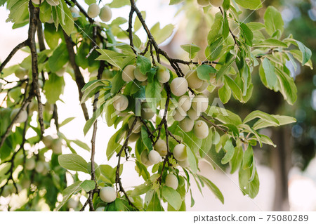 Unripe plum on the tree. Close-up of green fruits of plum tree on branches in leaves. 75080289