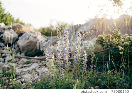 Common bruise or Echium vulgare in a field among grass and large stones. Common bruise or Echium vulgare in a field among grass and large stones. 75080300