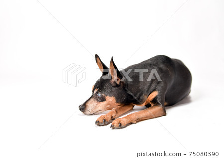 Portrait of a senior dog Miniature Pinscher 75080390