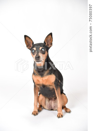 Portrait of a senior dog Miniature Pinscher 75080397