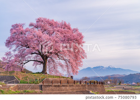[Yamanashi Prefecture] Sakura in Wanizuka (Wanizuka Sakura) 75080793