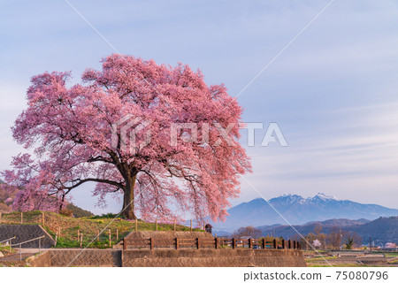 [山梨縣] Wanizuka的櫻花（Wanizuka Sakura） 75080796