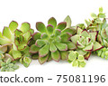 Mix of green and red sedum echeveria succulent plants arrangement on white background 75081196