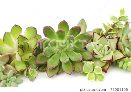 Mix of green and red sedum echeveria succulent plants arrangement on white background 75081196