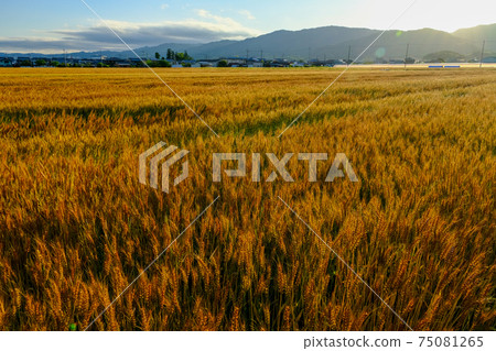 朝日沖麥田（奈良縣櫻井市） 75081265