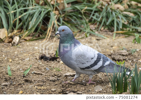 A fat pigeon enjoying the richness of spring with spring buds A fat pigeon enjoying the richness of spring with spring buds 75081274