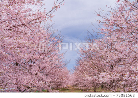 [山梨縣] Anayama櫻花公園的櫻花 75081568