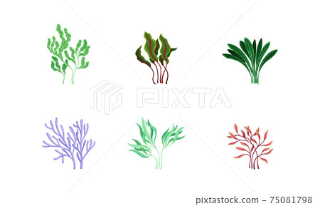 Underwater Seaweeds or Algae Growing on the Ocean Bottom Vector Set Underwater Seaweeds or Algae Growing on the Ocean Bottom Vector Set 75081798