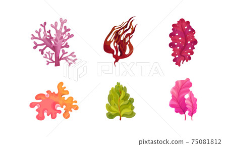 Seaweeds or Plants and Aquatic Marine Algae Vector Set Seaweeds or Plants and Aquatic Marine Algae Vector Set 75081812