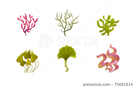 Seaweeds or Plants and Aquatic Marine Algae Vector Set Seaweeds or Plants and Aquatic Marine Algae Vector Set 75081814