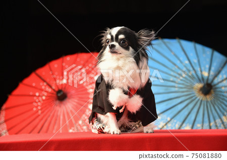 Japanese Chin Umbrella - Red