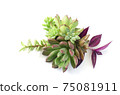 Mix of green and red succulent flowering plant centerpiece arrangement  75081911