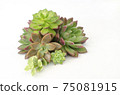 Mix of green and red succulent flowering plant centerpiece arrangement  75081915