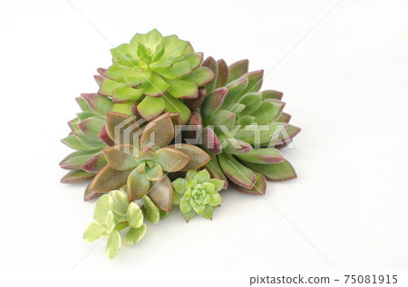 Mix of green and red succulent flowering plant centerpiece arrangement  75081915