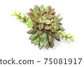 Mix of green and red succulent flowering plant arrangement top view, 75081917